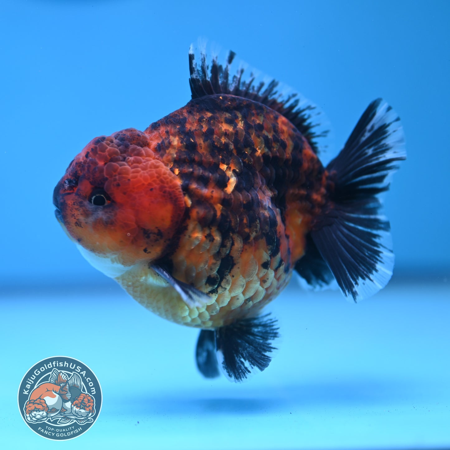 Shogun Tiger Oranda 3.5 inches Body (250606_OR06)