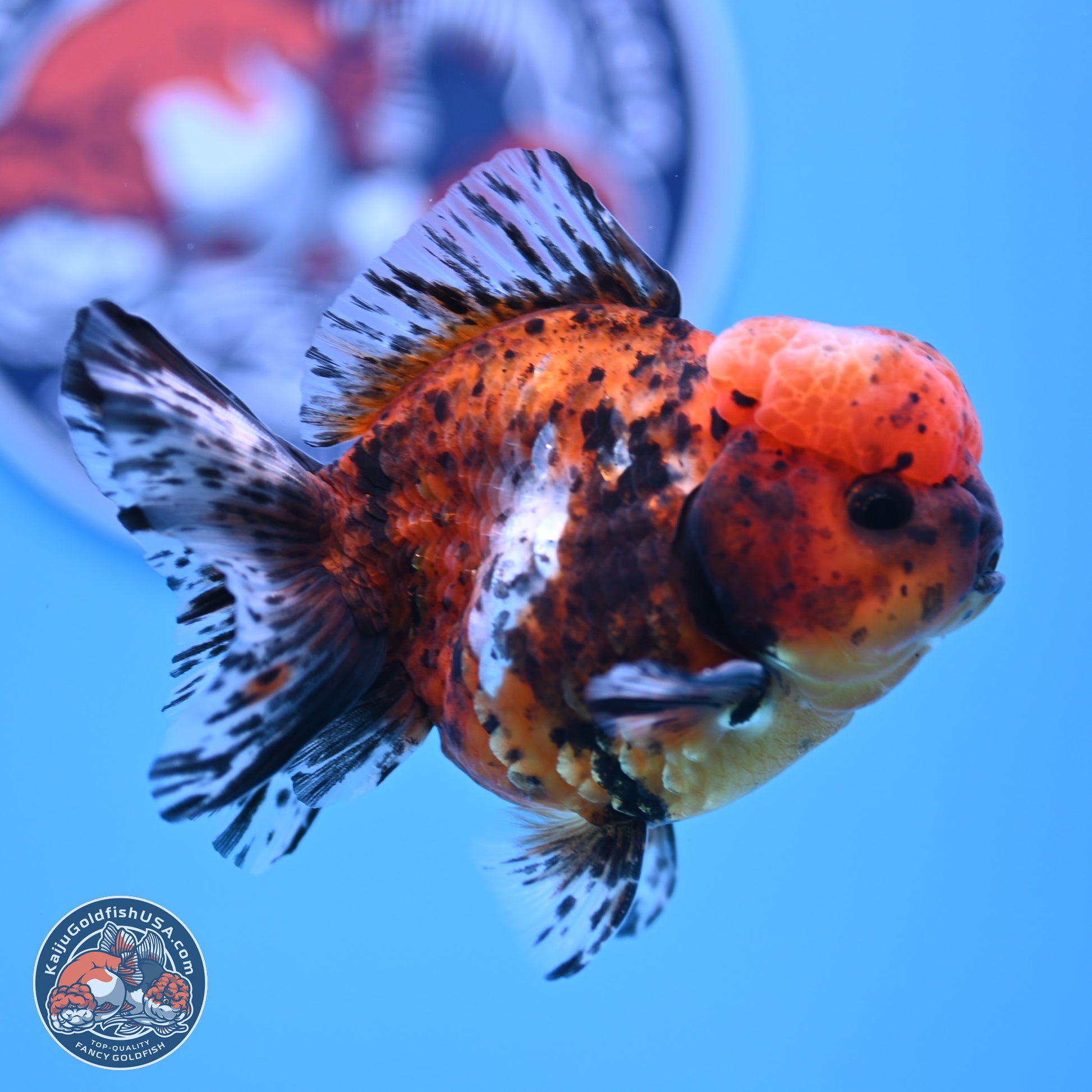 Shogun Tricolor Tiger Oranda 3.5in Body (240816_OR06) - Kaiju Goldfish USA