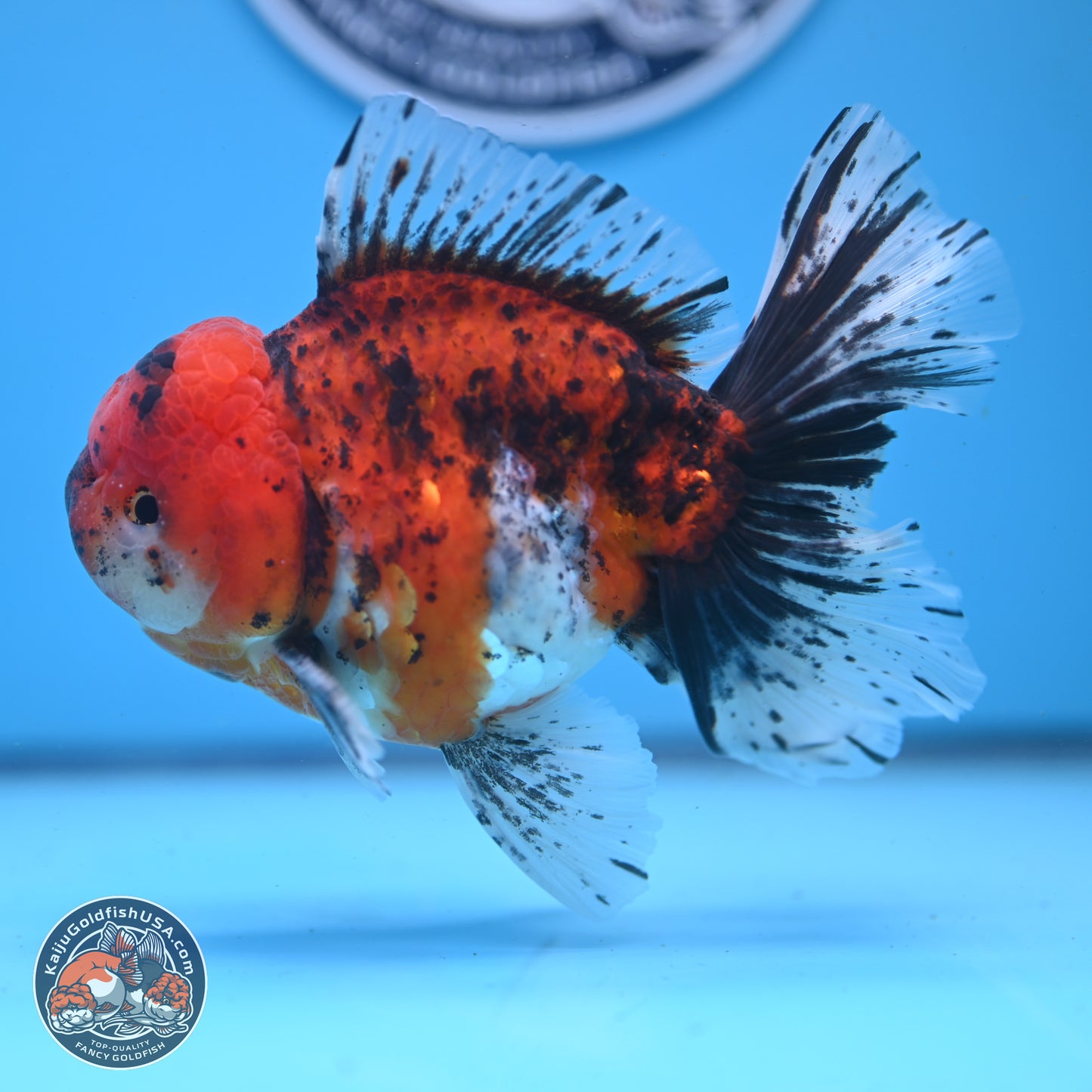 Tricolor Tiger Rose Tail Oranda 6 inches - Male (241122_OR06) - Kaiju Goldfish USA