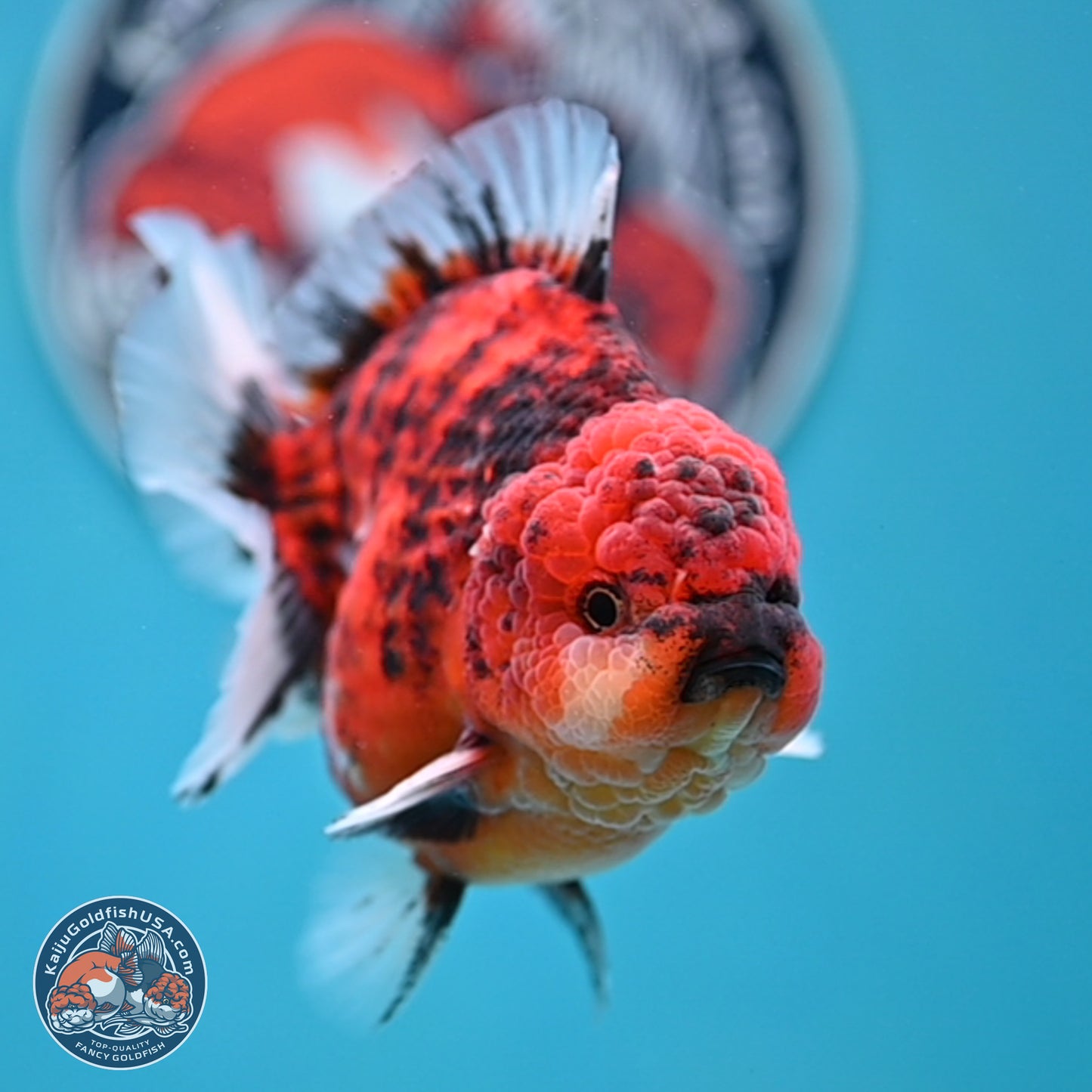 Tiger YuanBao Oranda 4 inches Body - Male (250404_OR06)