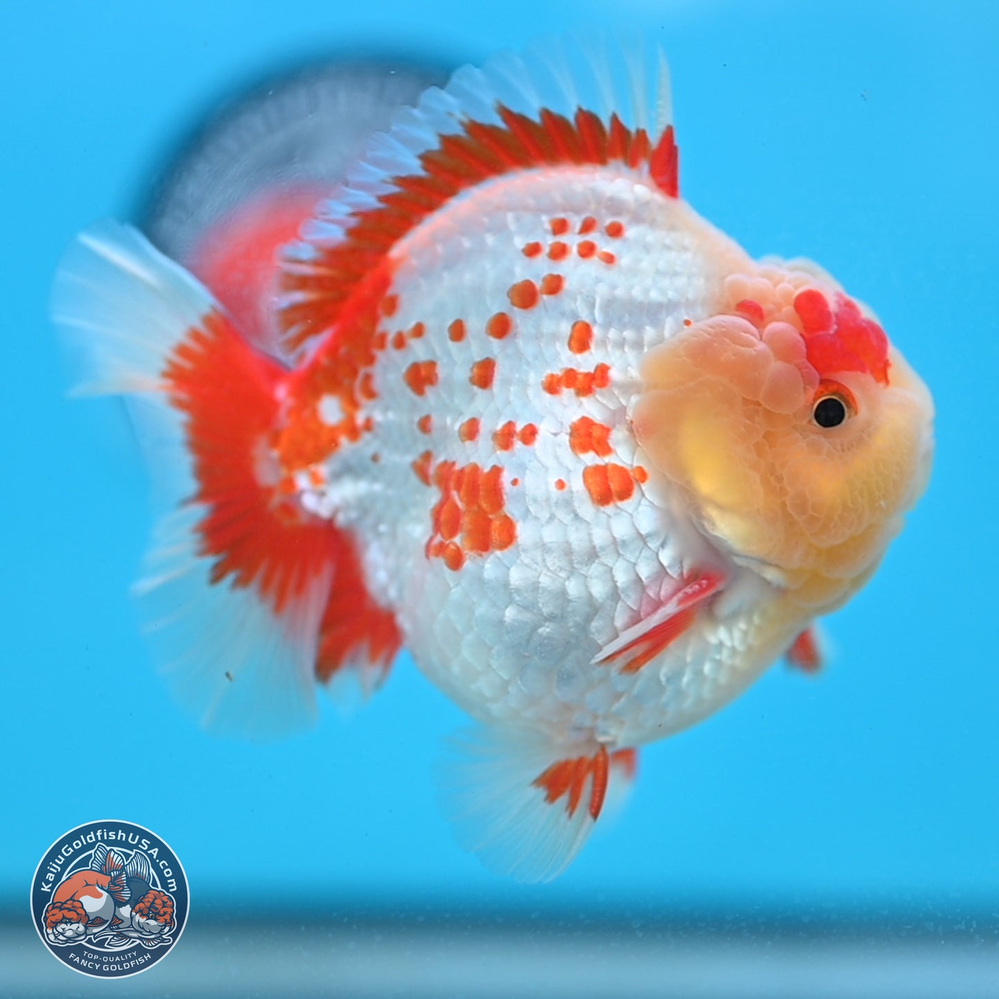 Polka Dot Red White YuanBao Oranda 3.5 inches Body - Male (250214_OR06)
