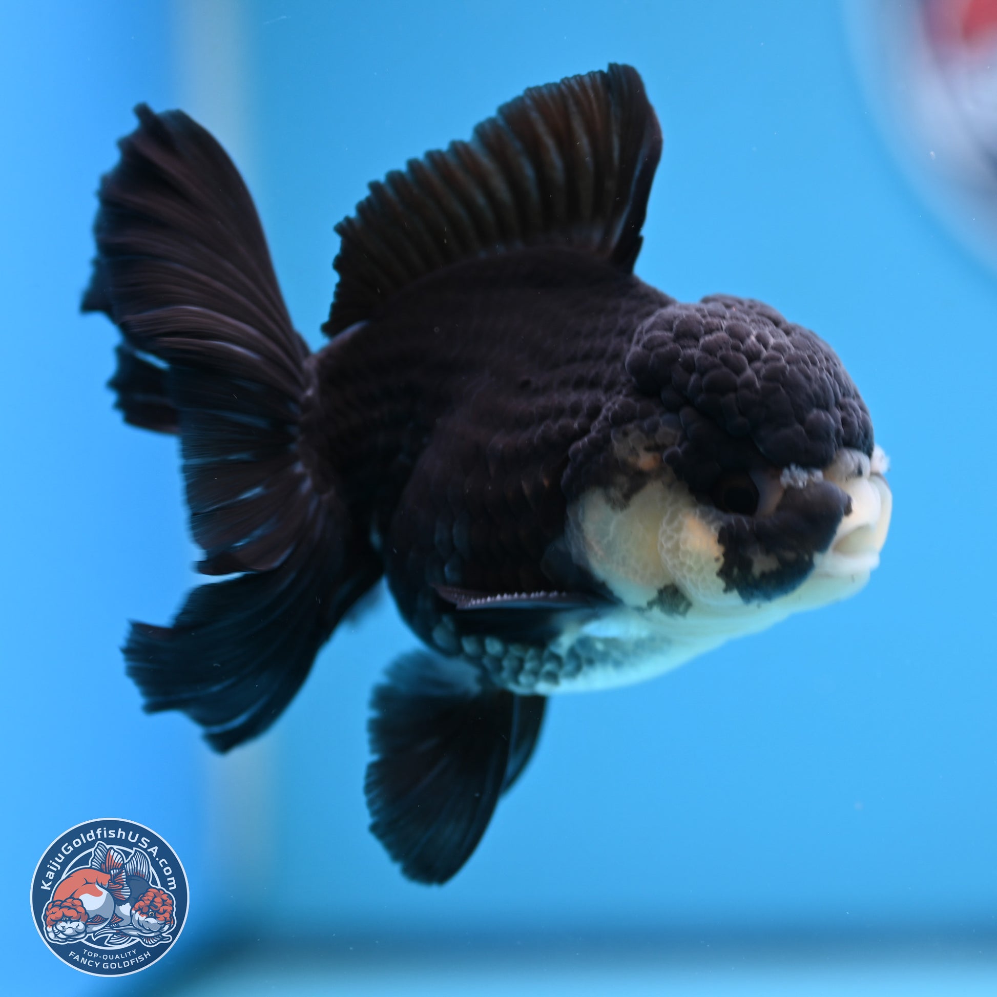 Panda Rose Tail Oranda 3.5in body (240809_OR06) - Kaiju Goldfish USA