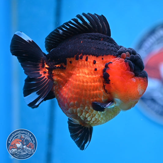 Oranda inch Body (250812_OR03)