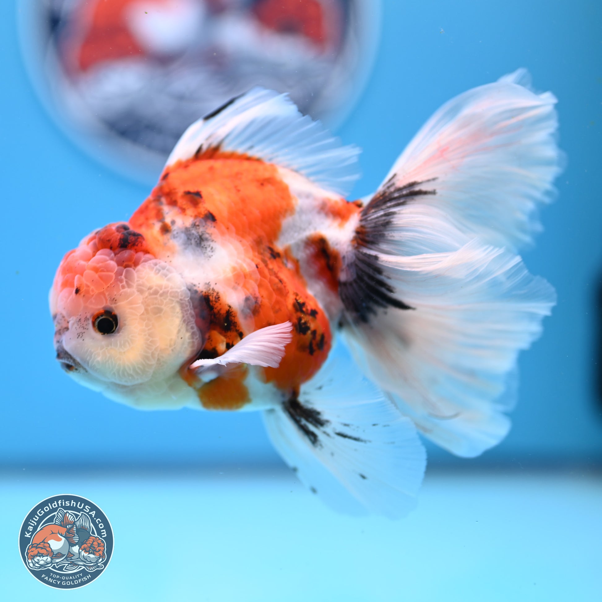 Tricolor Sakura Rose Tail Oranda 3.5in Body (240823_OR6) - Kaiju Goldfish USA