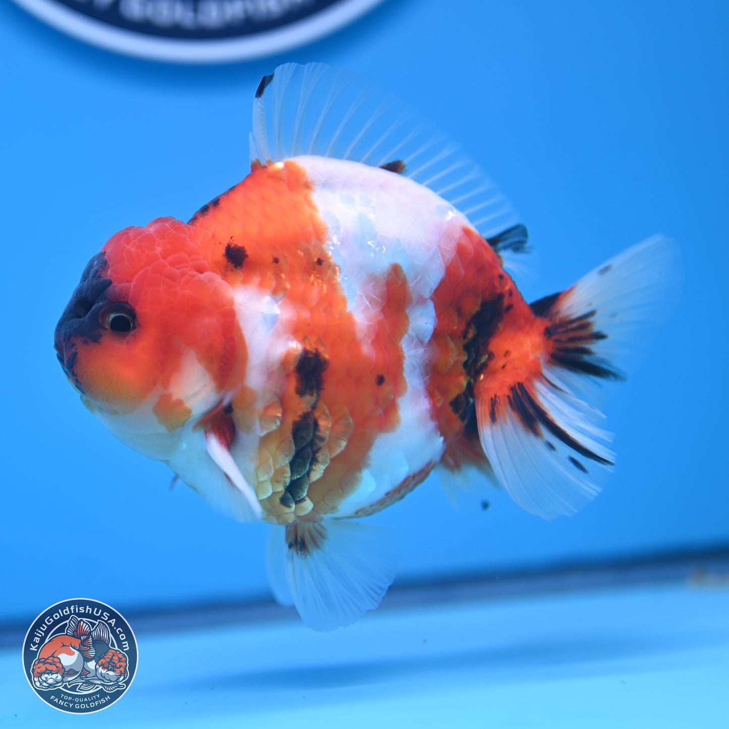 Tricolor Sakura YuanBao Oranda 3.75 inches Body - Male (241227_OR06) - Kaiju Goldfish USA