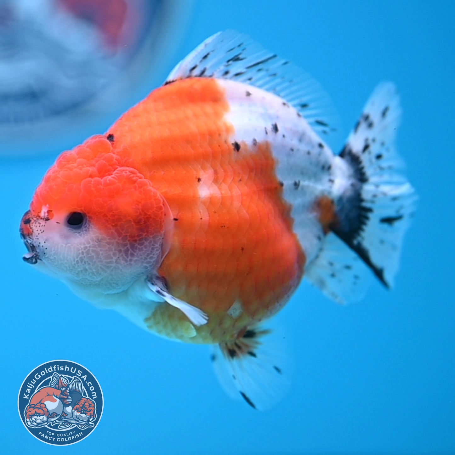Shogun Tricolor Sakura Oranda 3.5 inches Body (250530_OR06)