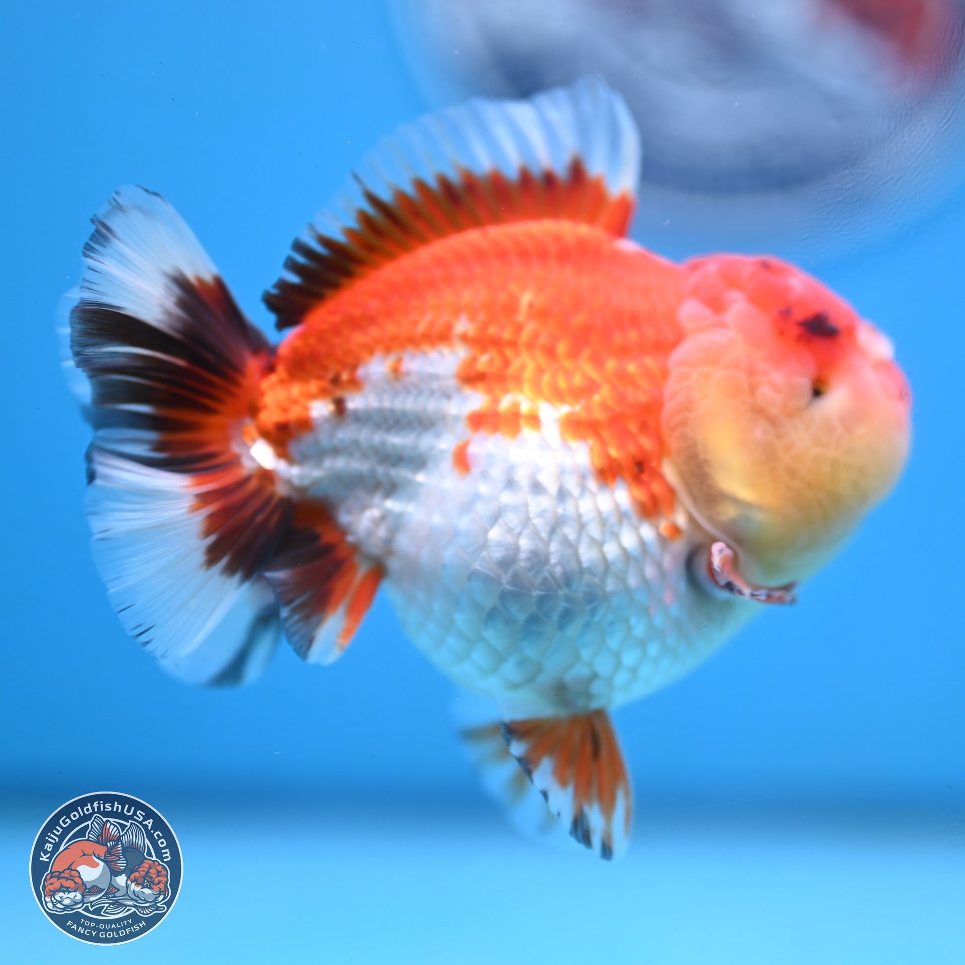 Tricolor YuanBao Oranda 3.75 inches Body - Male (250103_OR06) - Kaiju Goldfish USA