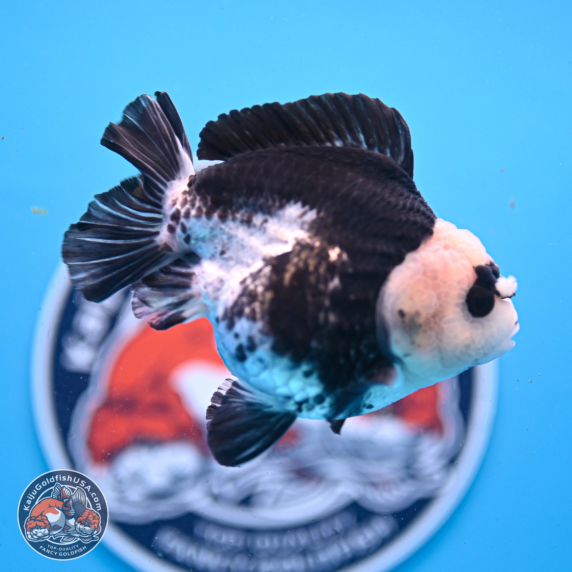 Panda YuanBao Oranda 3.5in Body (240830_OR06) - Kaiju Goldfish USA