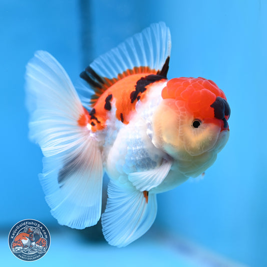 Tricolor Sakura Rose Tail Oranda 3 inches Body - Male (250314_OR06)