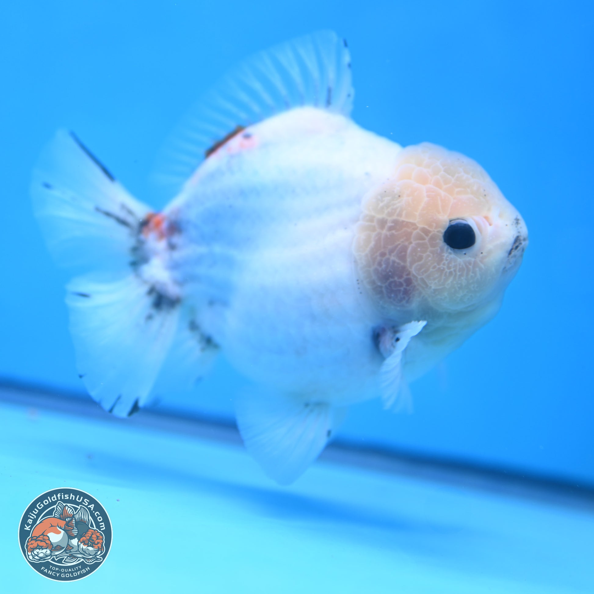 Calico YuanBao Oranda 5 inches - Male (241115_OR06) - Kaiju Goldfish USA