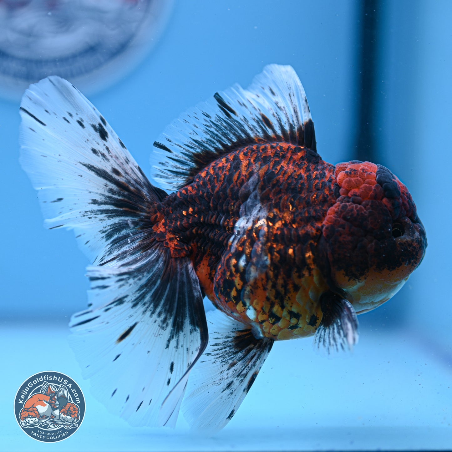 Red Kirin Rose Tail Oranda 4-6 inches (240920_OR06) - Kaiju Goldfish USA