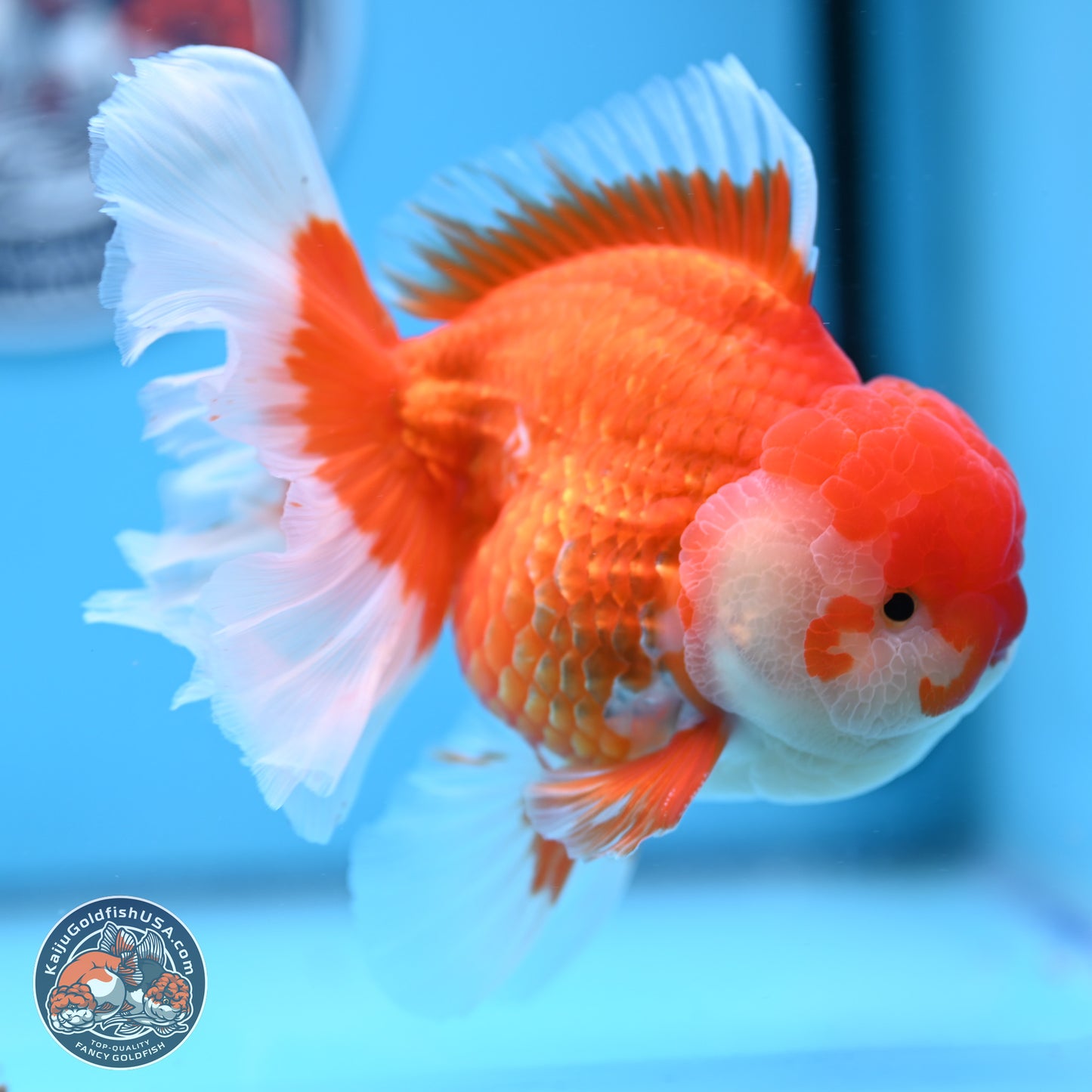 Red White Rose Tail Oranda 4-6.5 inches (240906_OR06) - Kaiju Goldfish USA