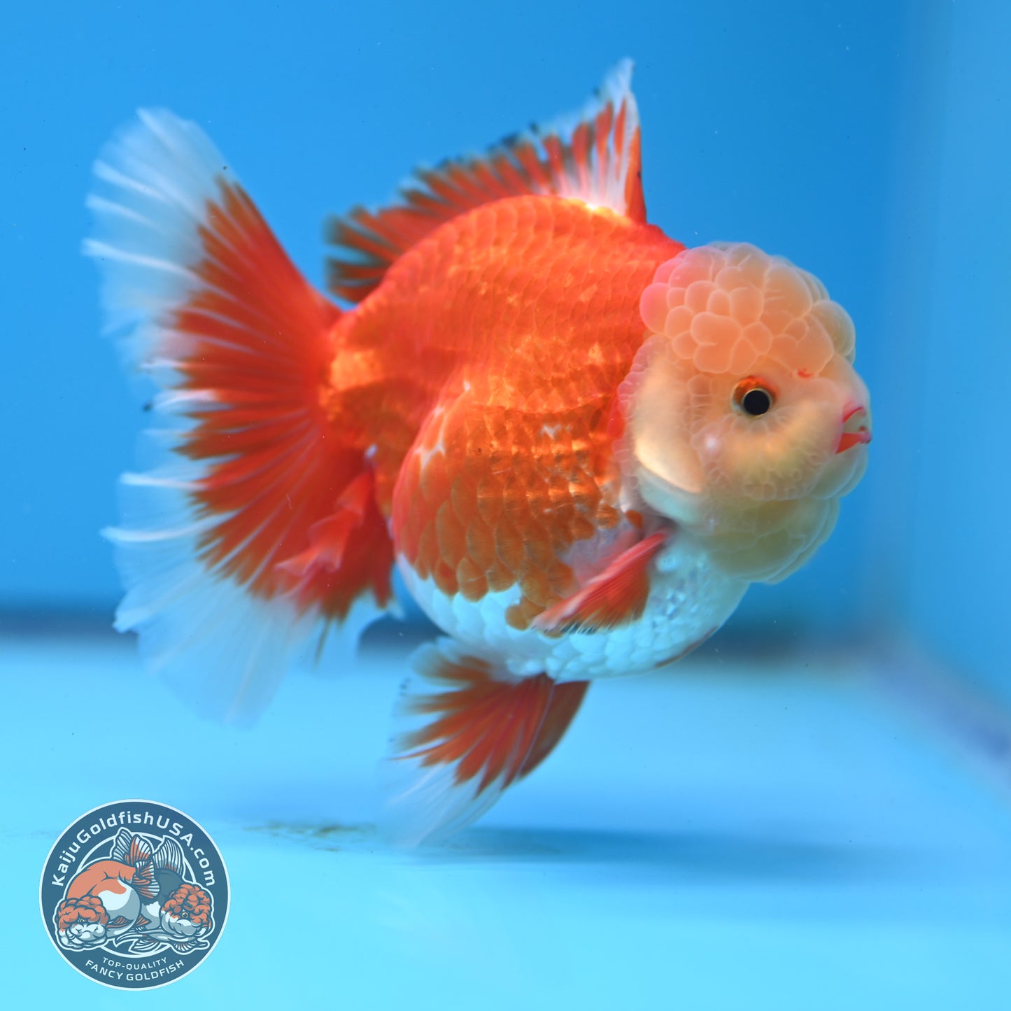 Jade Head Red White Rose Tail Oranda 3.5 inches Body (250509_OR06)