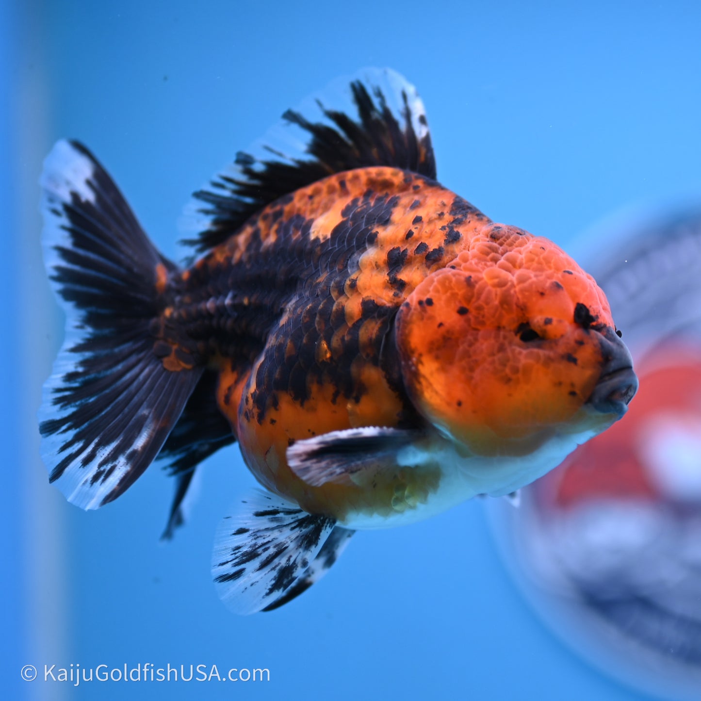 Shogun Godzilla Red Kirin Oranda 3.5in Body (240719_OR06) - Kaiju Goldfish USA