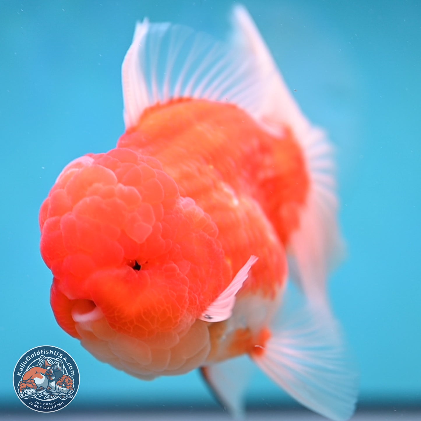 Sakura Rose Tail Oranda 3.75 inches Body - Male (250207_OR06)