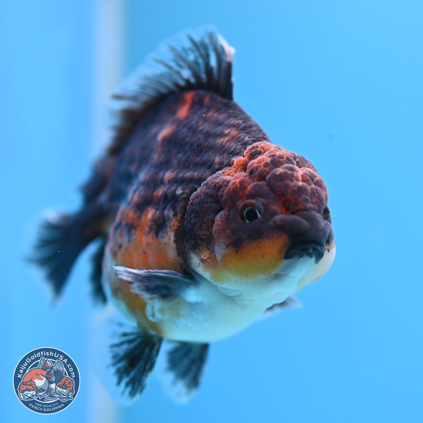 Shogun Kirin Oranda 4-4.5 inches (241004_OR06) - Kaiju Goldfish USA