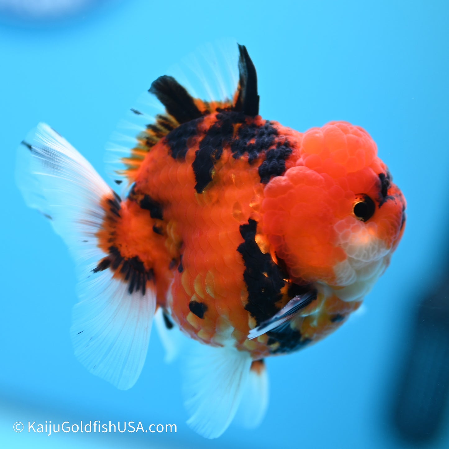 Tiger YuanBao Oranda 3 inches (240517_OR06) - Kaiju Goldfish USA