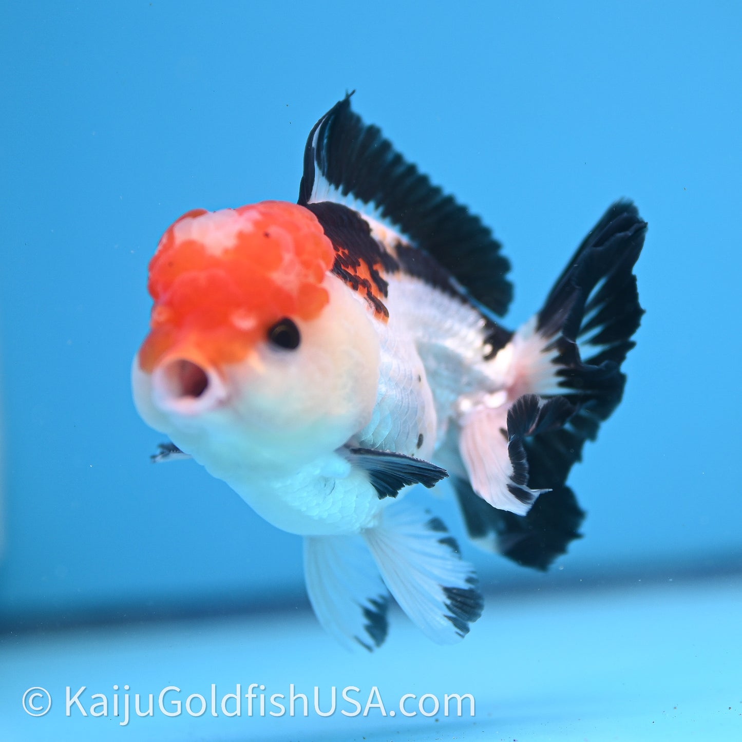 Tricolor Oranda 3in body (240726_OR06) - Kaiju Goldfish USA