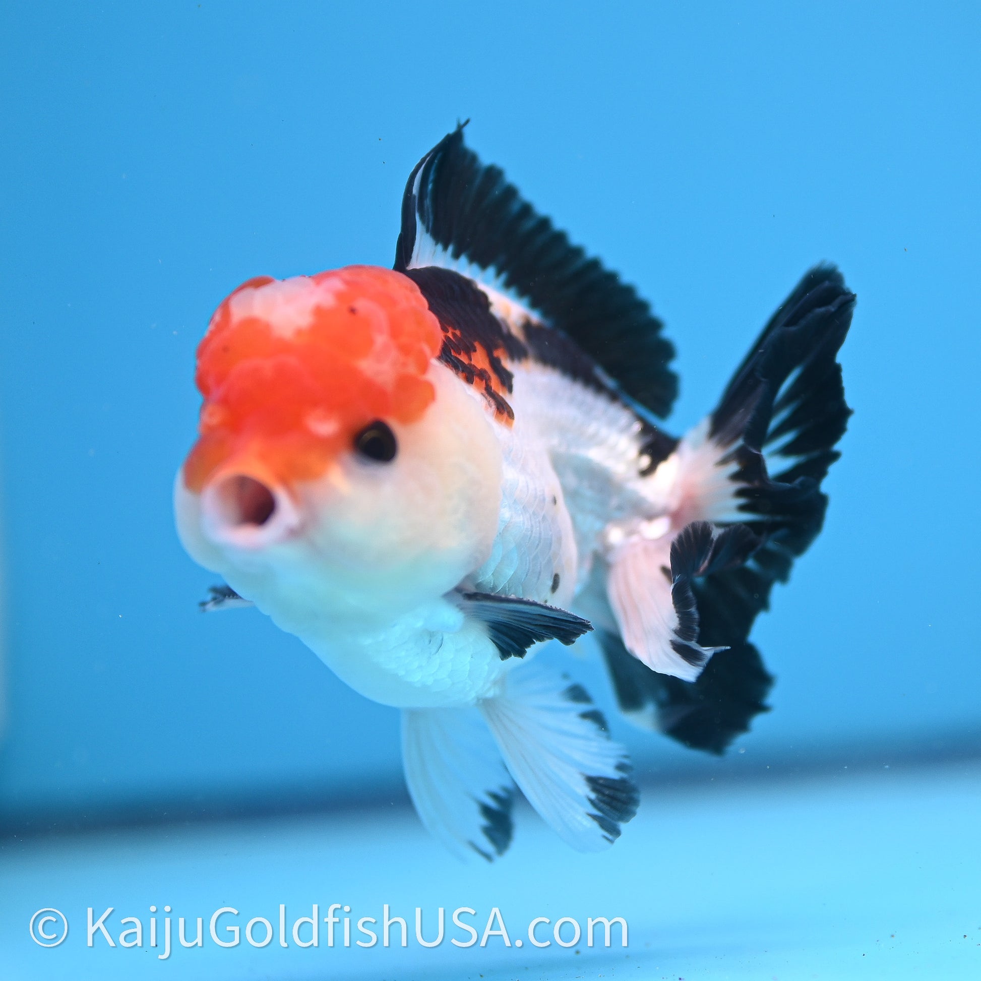 Tricolor Oranda 3in body (240726_OR06) - Kaiju Goldfish USA