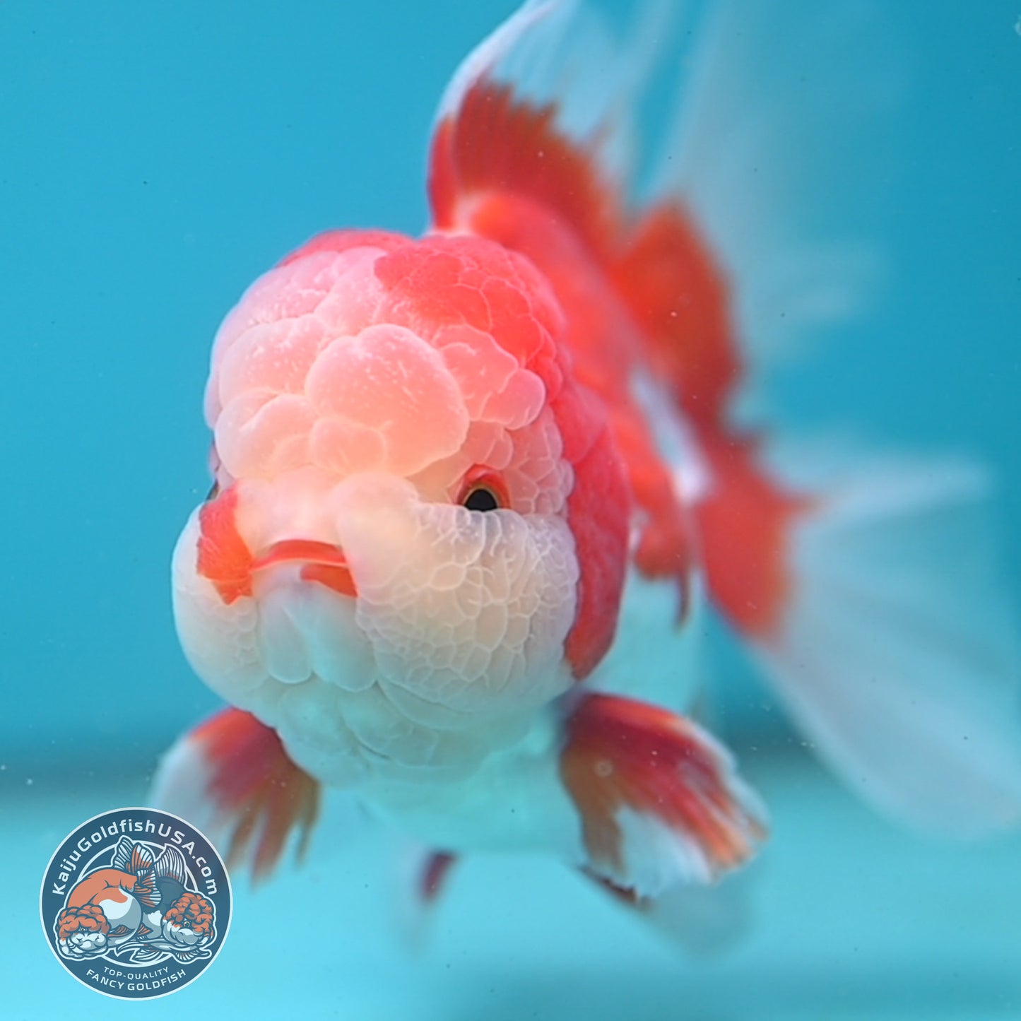 Red White Rose Tail Oranda 3.5 inch Body (251003_OR06)