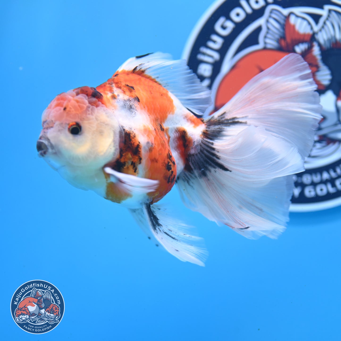 Tricolor Sakura Rose Tail Oranda 3.5in Body (240823_OR6) - Kaiju Goldfish USA