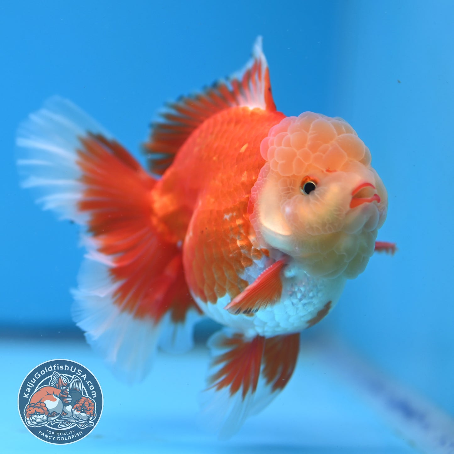 Jade Head Red White Rose Tail Oranda 3.5 inches Body (250509_OR06)