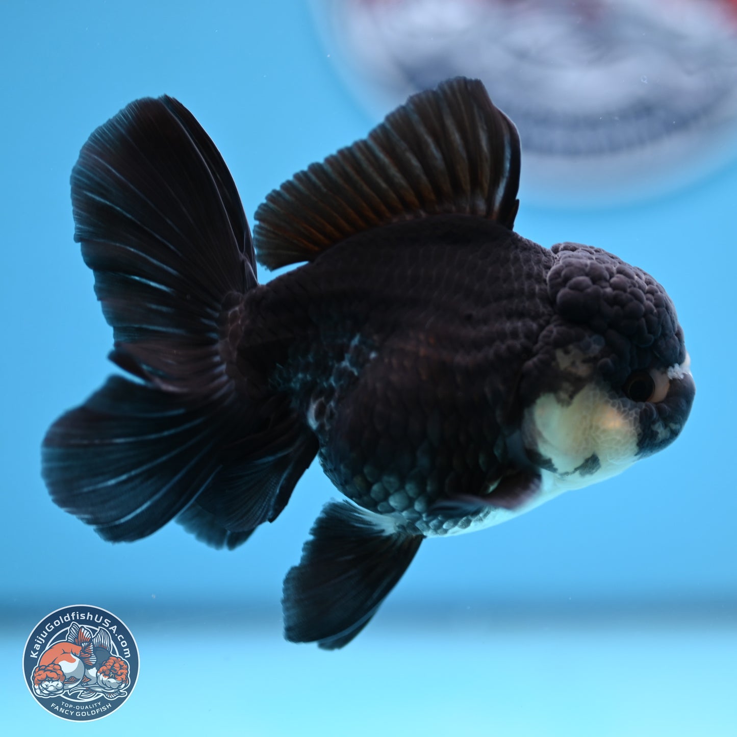 Panda Rose Tail Oranda 3.5in body (240809_OR06) - Kaiju Goldfish USA