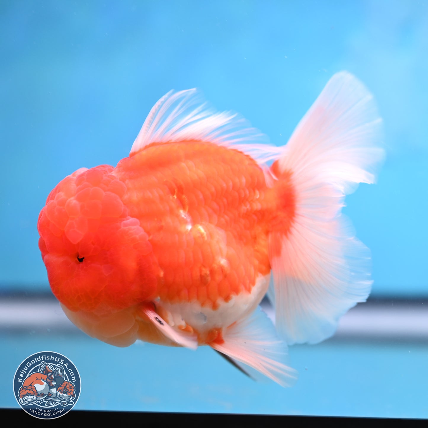 Sakura Rose Tail Oranda 3.75 inches Body - Male (250207_OR06)