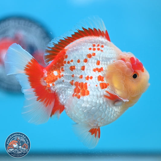 Polka Dot Red White YuanBao Oranda 3.5 inches Body - Male (250214_OR06)