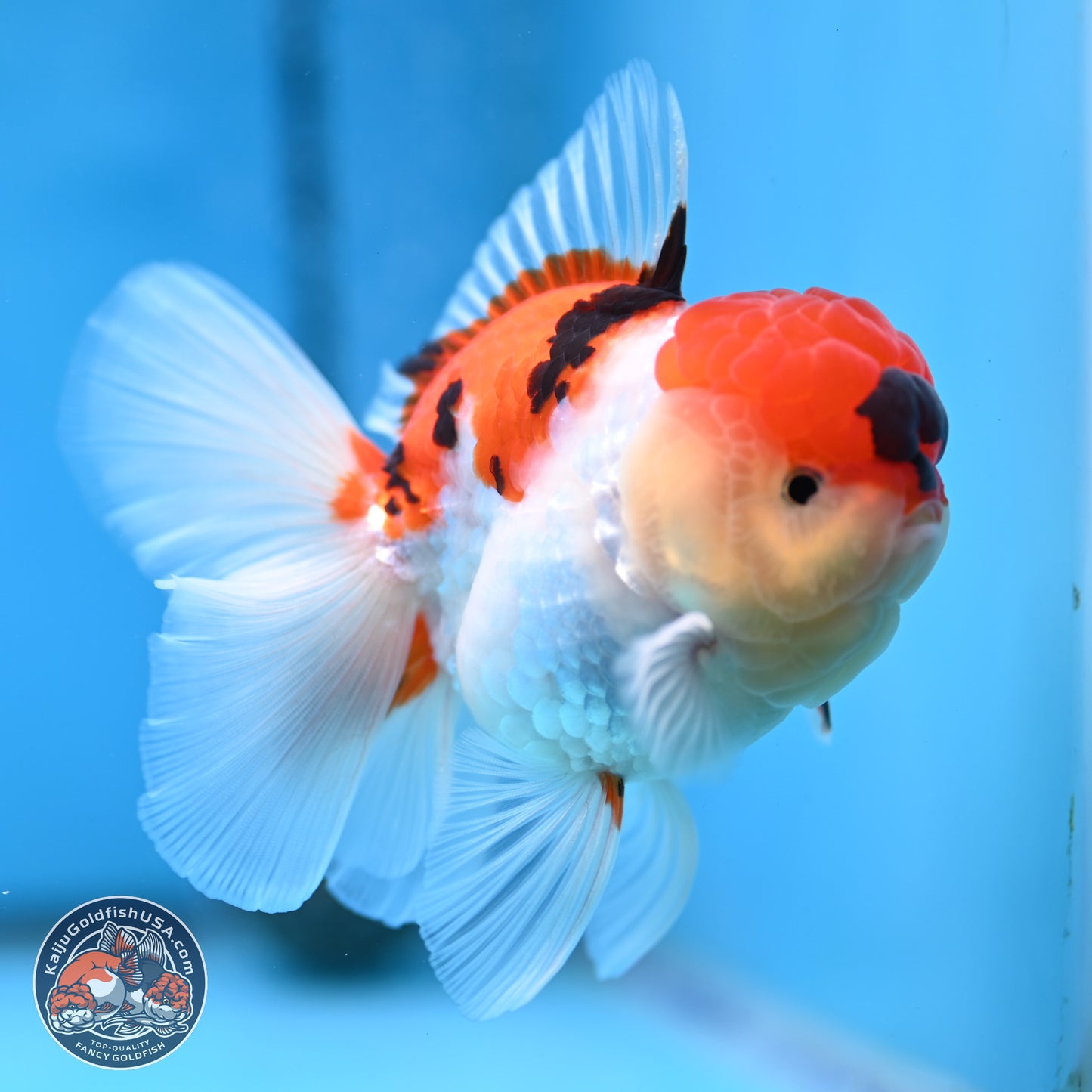 Tricolor Sakura Rose Tail Oranda 3 inches Body - Male (250314_OR06)