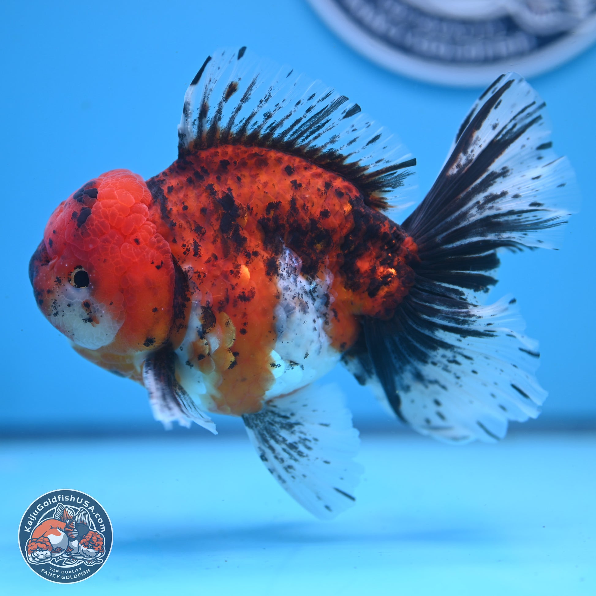 Tricolor Tiger Rose Tail Oranda 6 inches - Male (241122_OR06) - Kaiju Goldfish USA