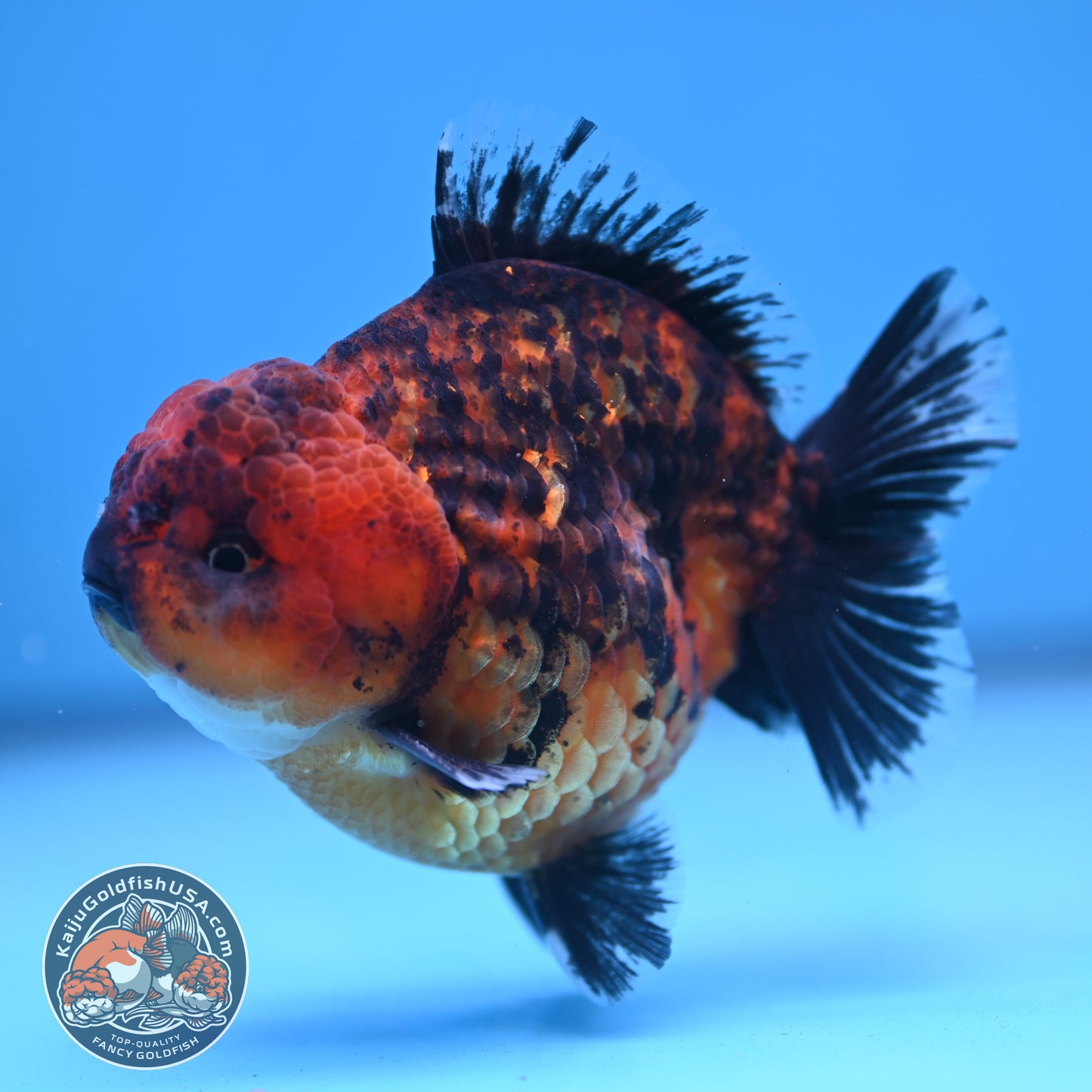 Shogun Tiger Oranda 3.5 inches Body (250606_OR06)
