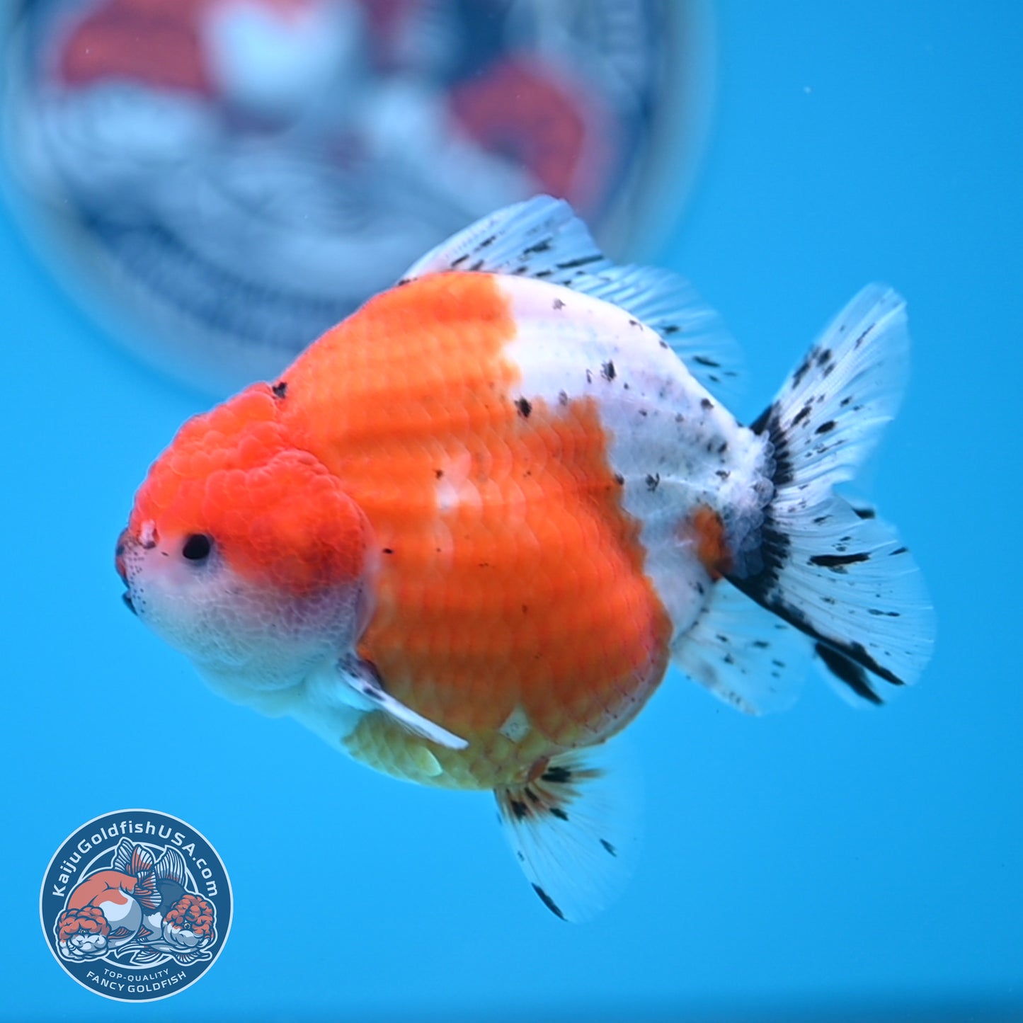 Shogun Tricolor Sakura Oranda 3.5 inches Body (250530_OR06)