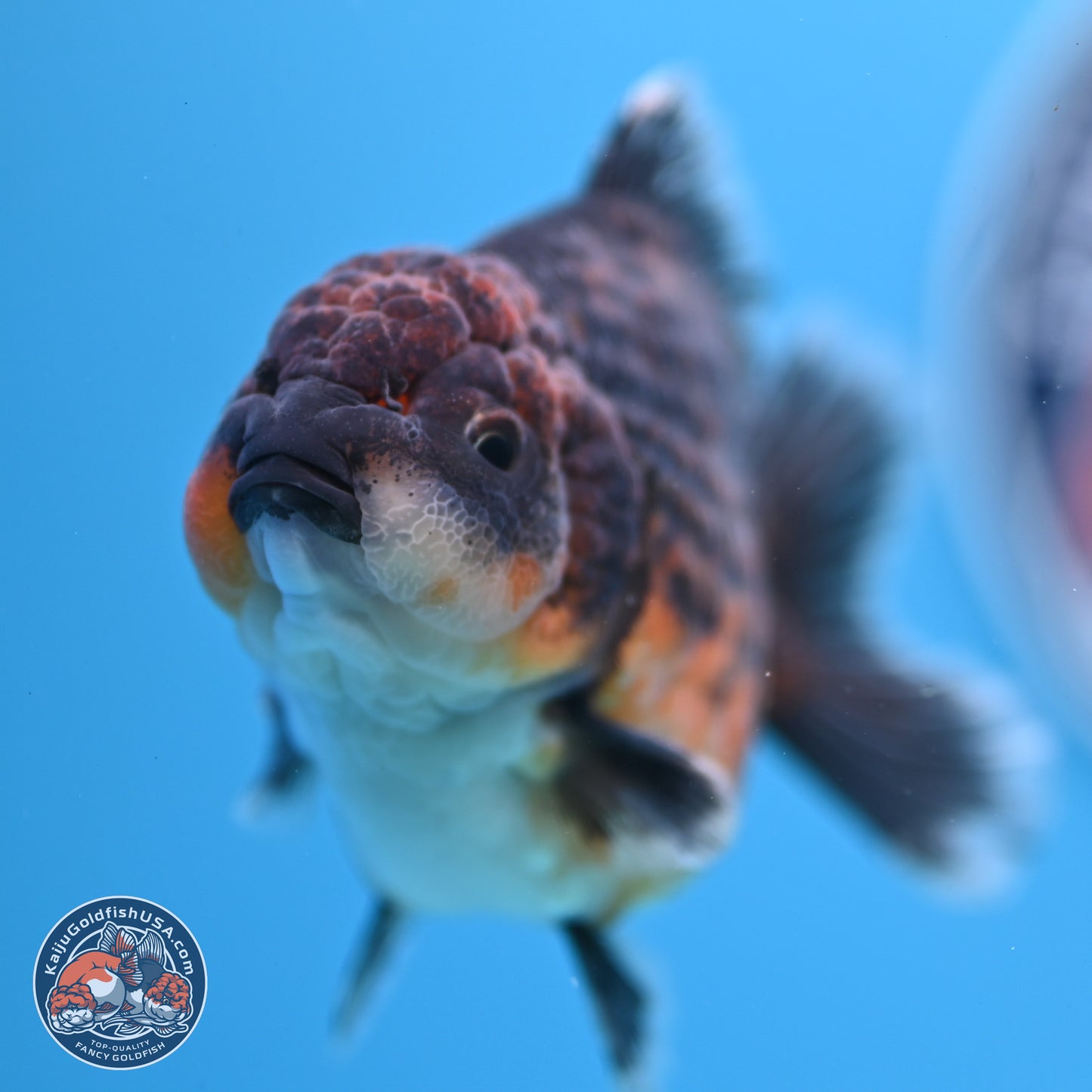 Shogun Kirin Oranda 4-4.5 inches (241004_OR06) - Kaiju Goldfish USA