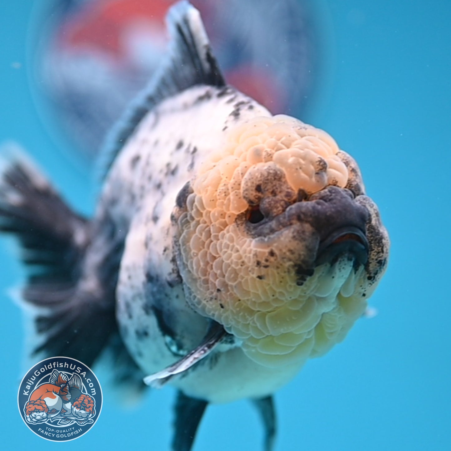 White Tiger Oranda 4 inch Body (250926_OR06)