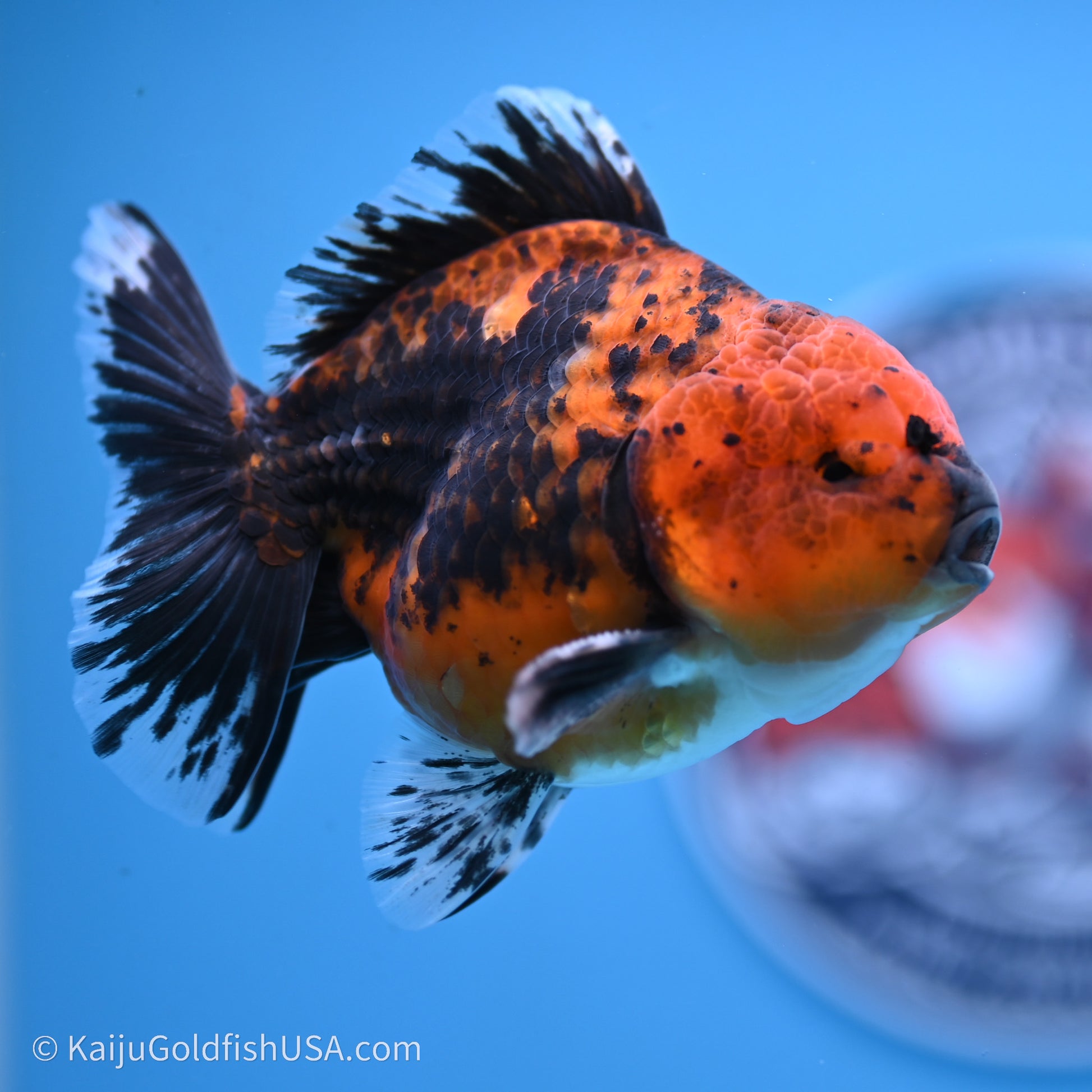 Shogun Godzilla Red Kirin Oranda 3.5in Body (240719_OR06) - Kaiju Goldfish USA