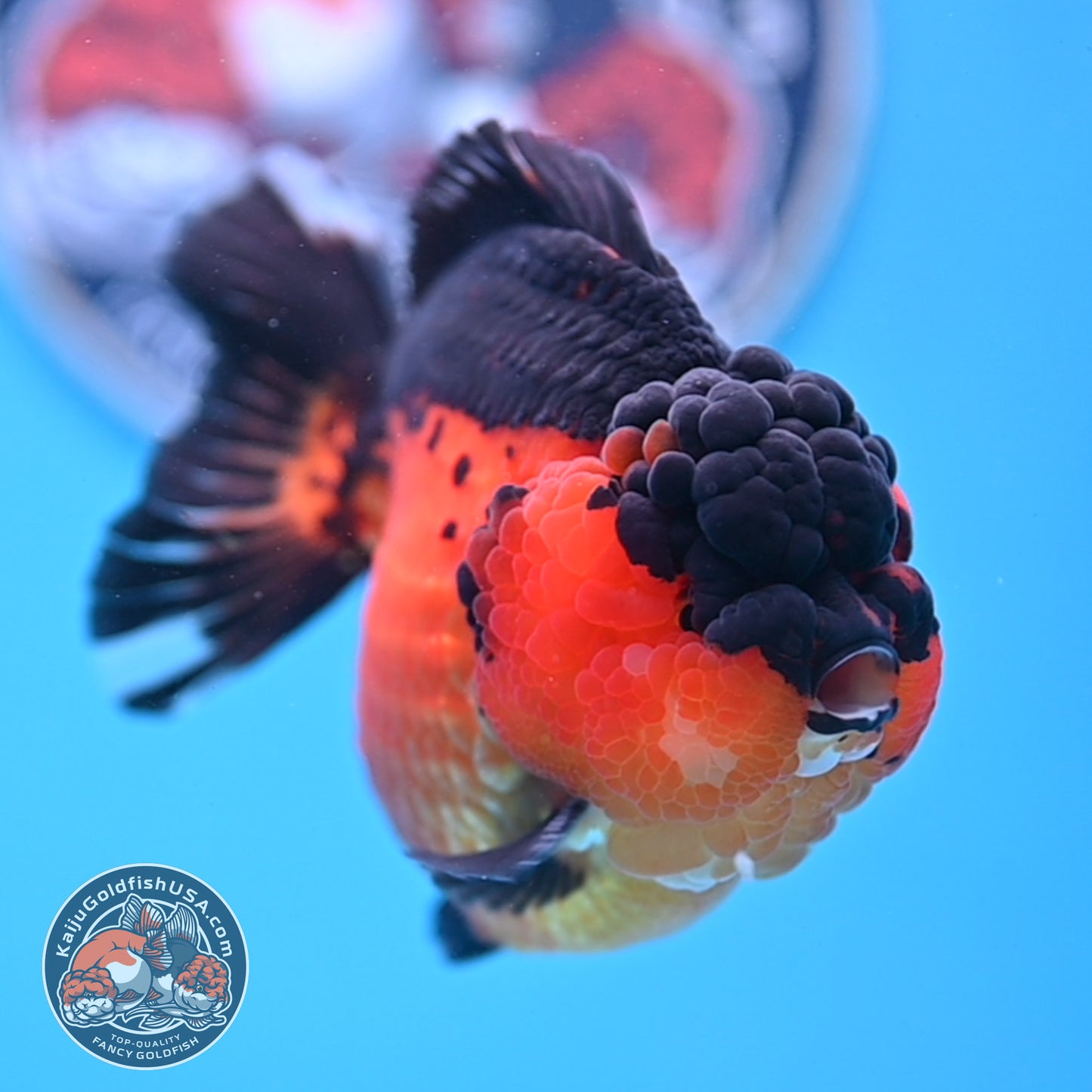 Oranda inch Body (250812_OR03)