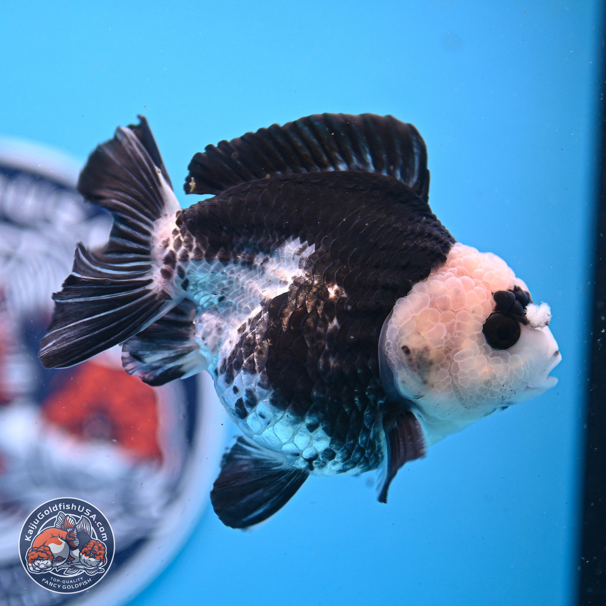 Panda YuanBao Oranda 3.5in Body (240830_OR06) - Kaiju Goldfish USA