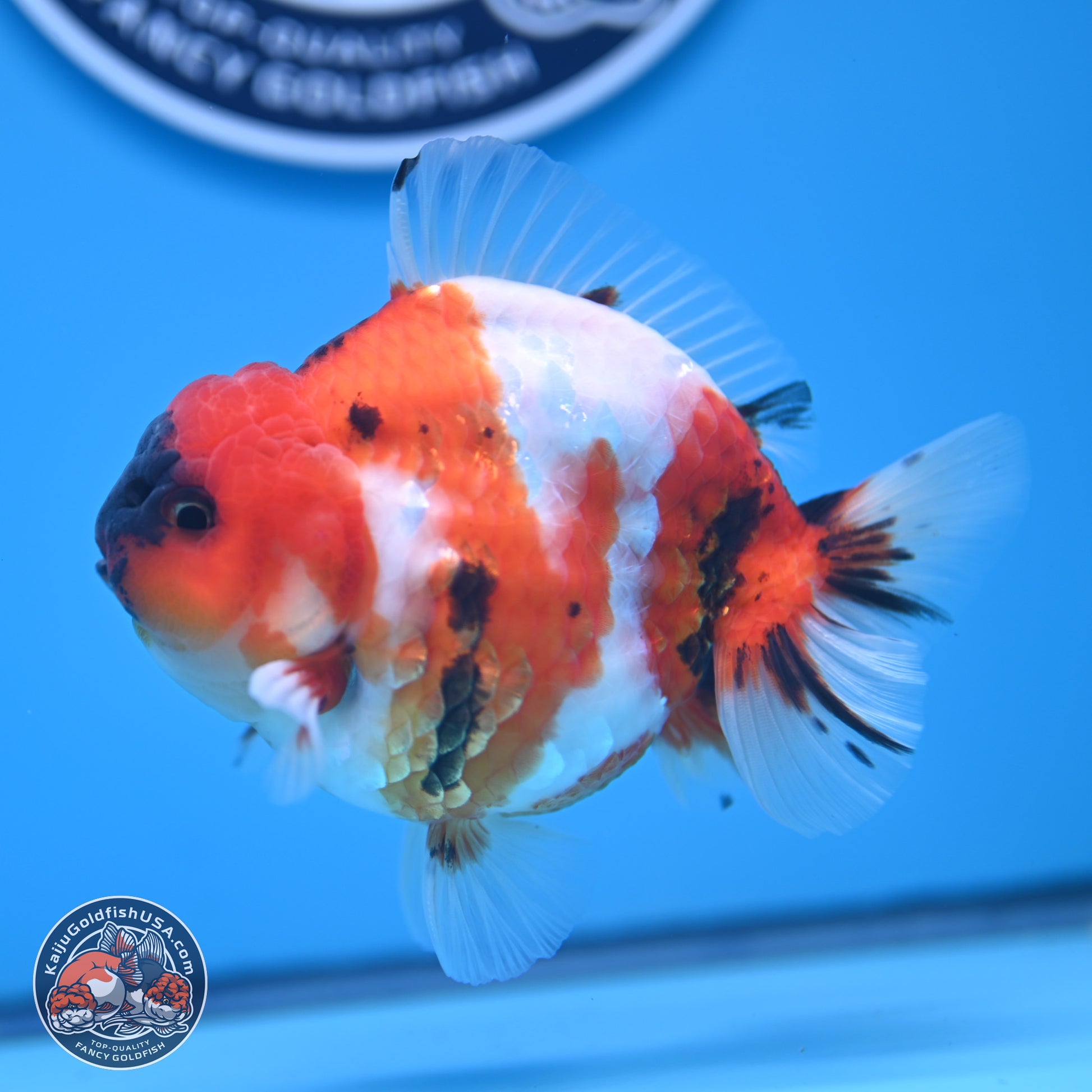 Tricolor Sakura YuanBao Oranda 3.75 inches Body - Male (241227_OR06) - Kaiju Goldfish USA