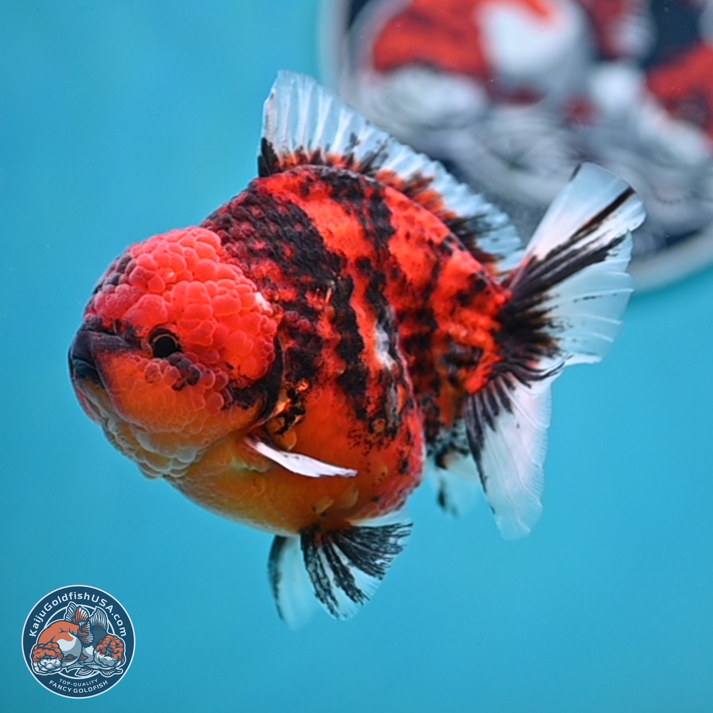 Tiger YuanBao Oranda 4 inches Body - Male (250404_OR06)