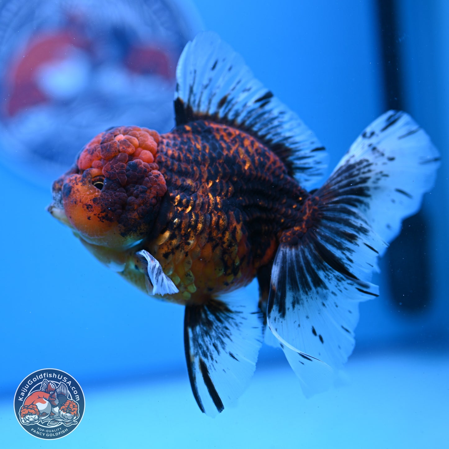 Red Kirin Rose Tail Oranda 4-6 inches (240920_OR06) - Kaiju Goldfish USA