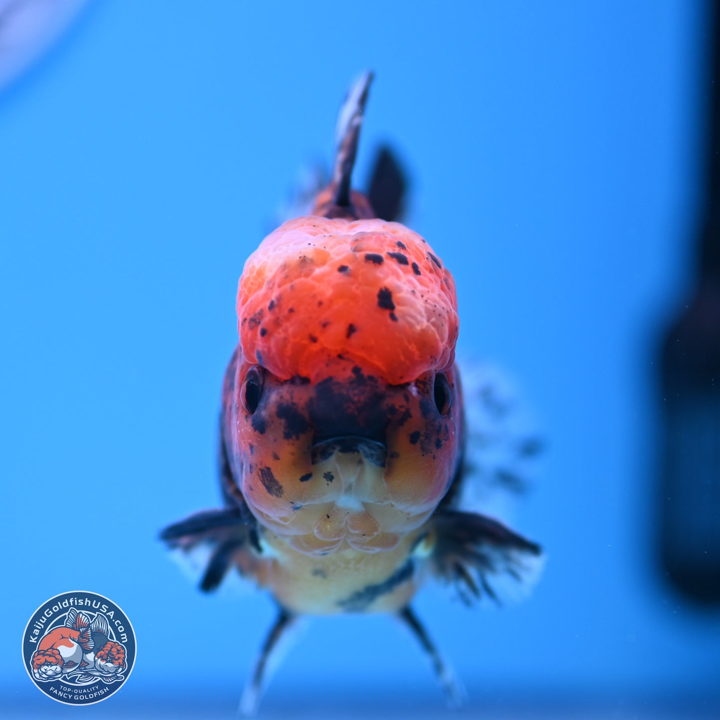 Shogun Tricolor Tiger Oranda 3.5in Body (240816_OR06) - Kaiju Goldfish USA