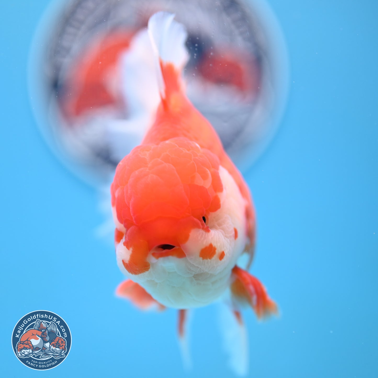 Red White Rose Tail Oranda 4-6.5 inches (240906_OR06) - Kaiju Goldfish USA