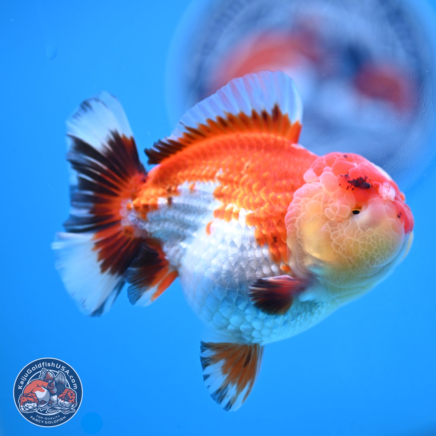 Tricolor YuanBao Oranda 3.75 inches Body - Male (250103_OR06) - Kaiju Goldfish USA