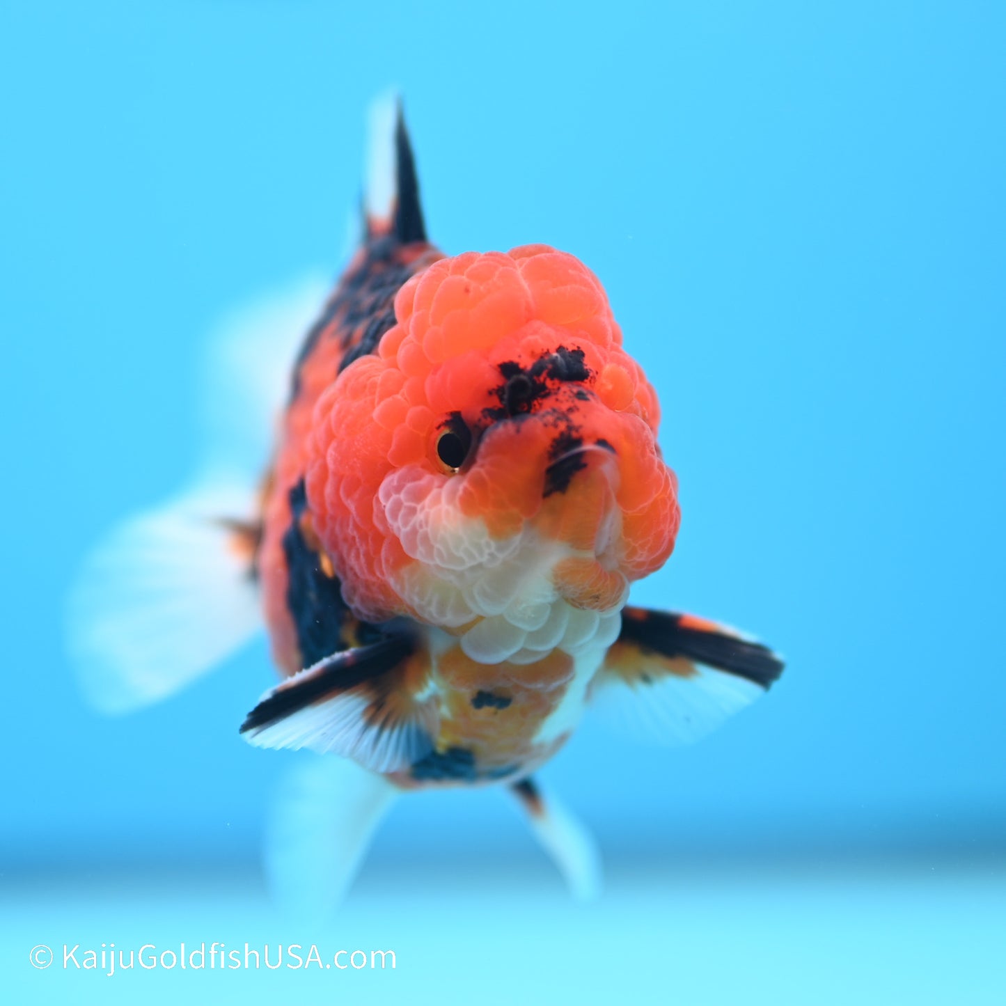 Tiger YuanBao Oranda 3 inches (240517_OR06) - Kaiju Goldfish USA