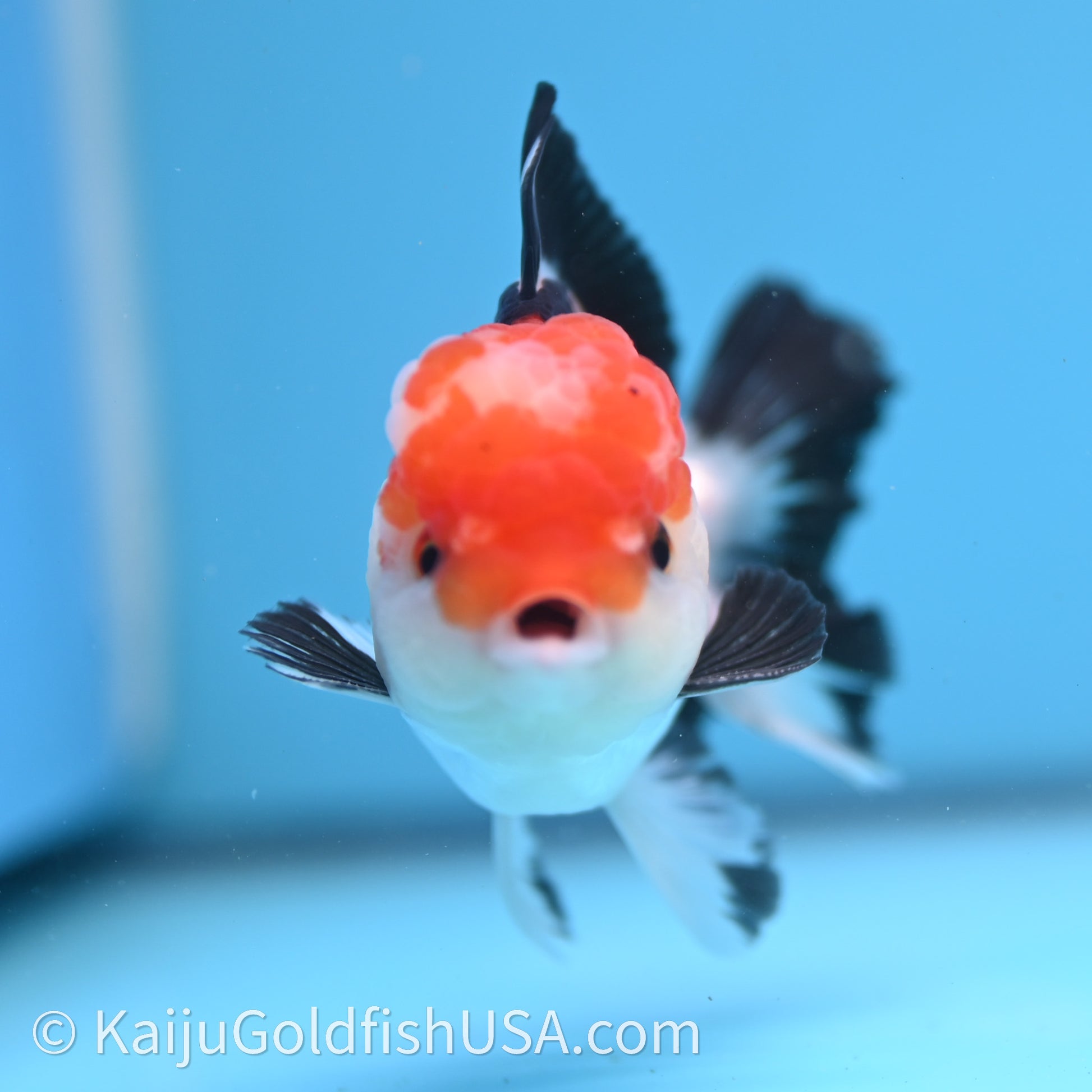 Tricolor Oranda 3in body (240726_OR06) - Kaiju Goldfish USA