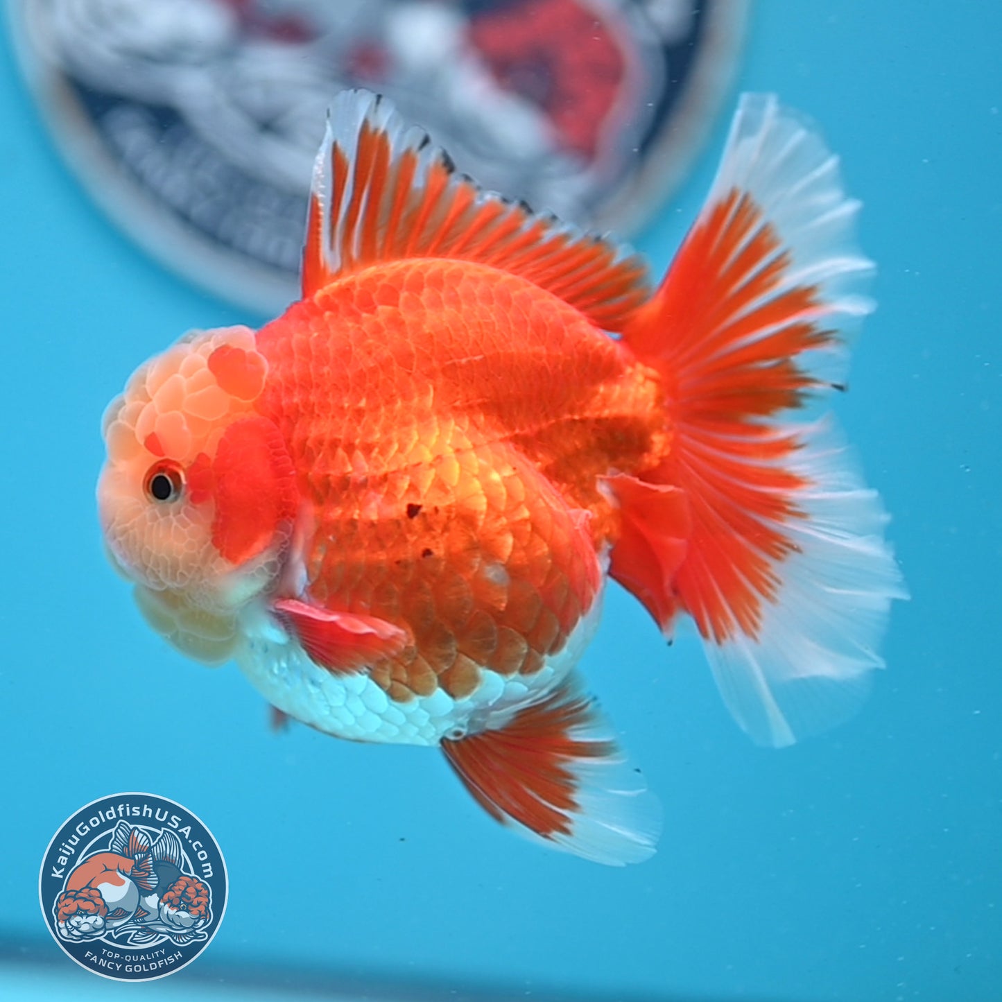 Jade Head Red White Rose Tail Oranda 3.5 inches Body (250509_OR06)