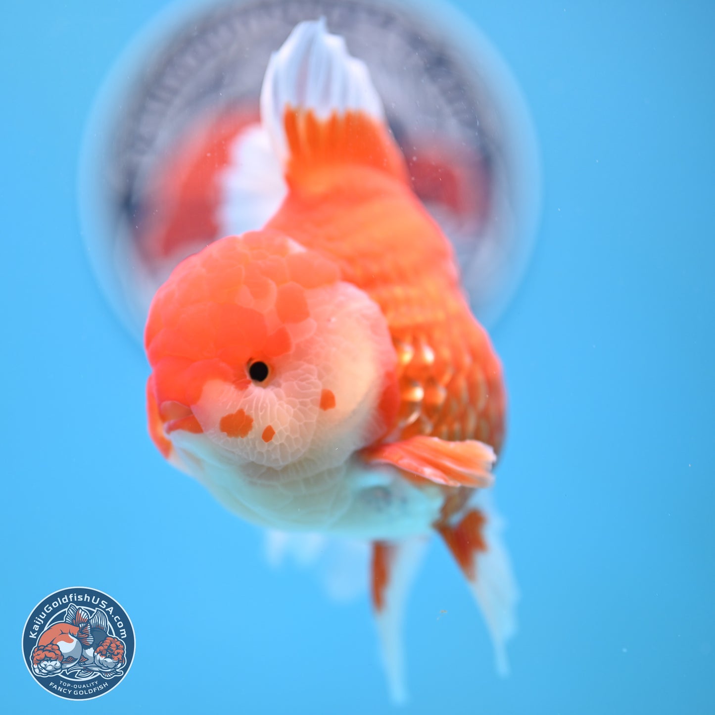 Red White Rose Tail Oranda 4-6.5 inches (240906_OR06) - Kaiju Goldfish USA