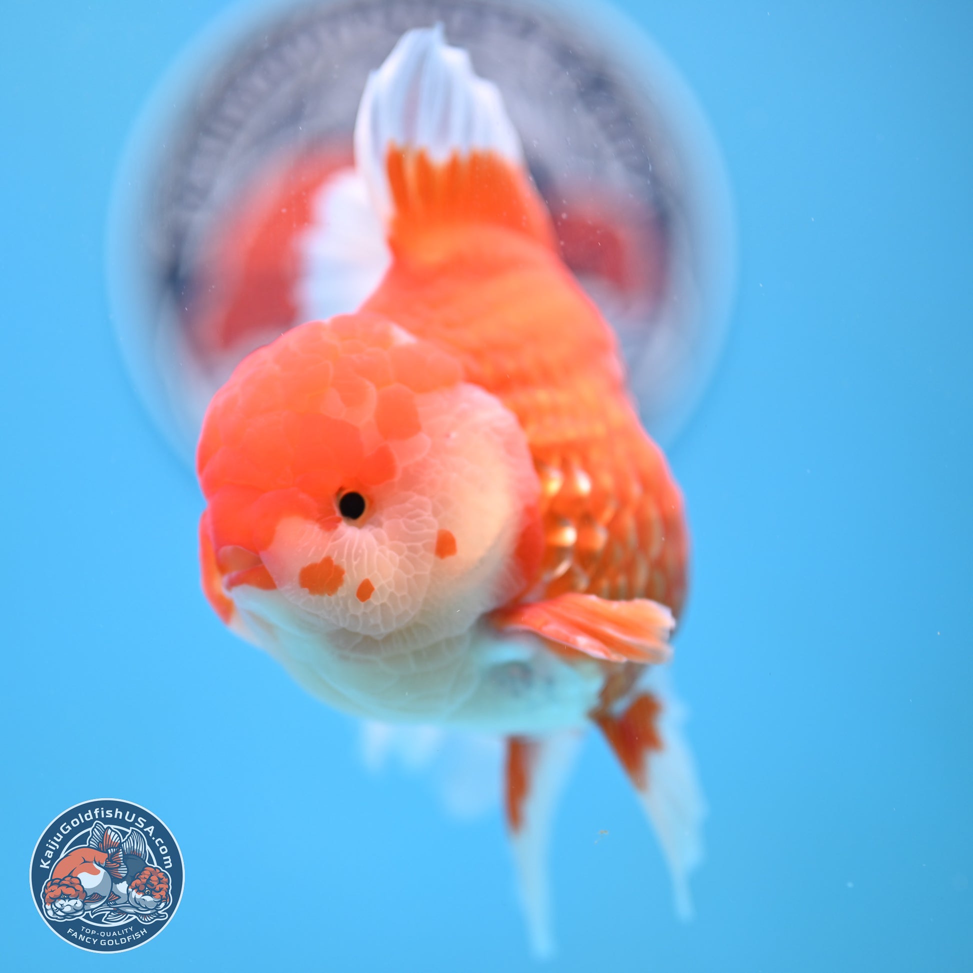 Red White Rose Tail Oranda 4-6.5 inches (240906_OR06) - Kaiju Goldfish USA