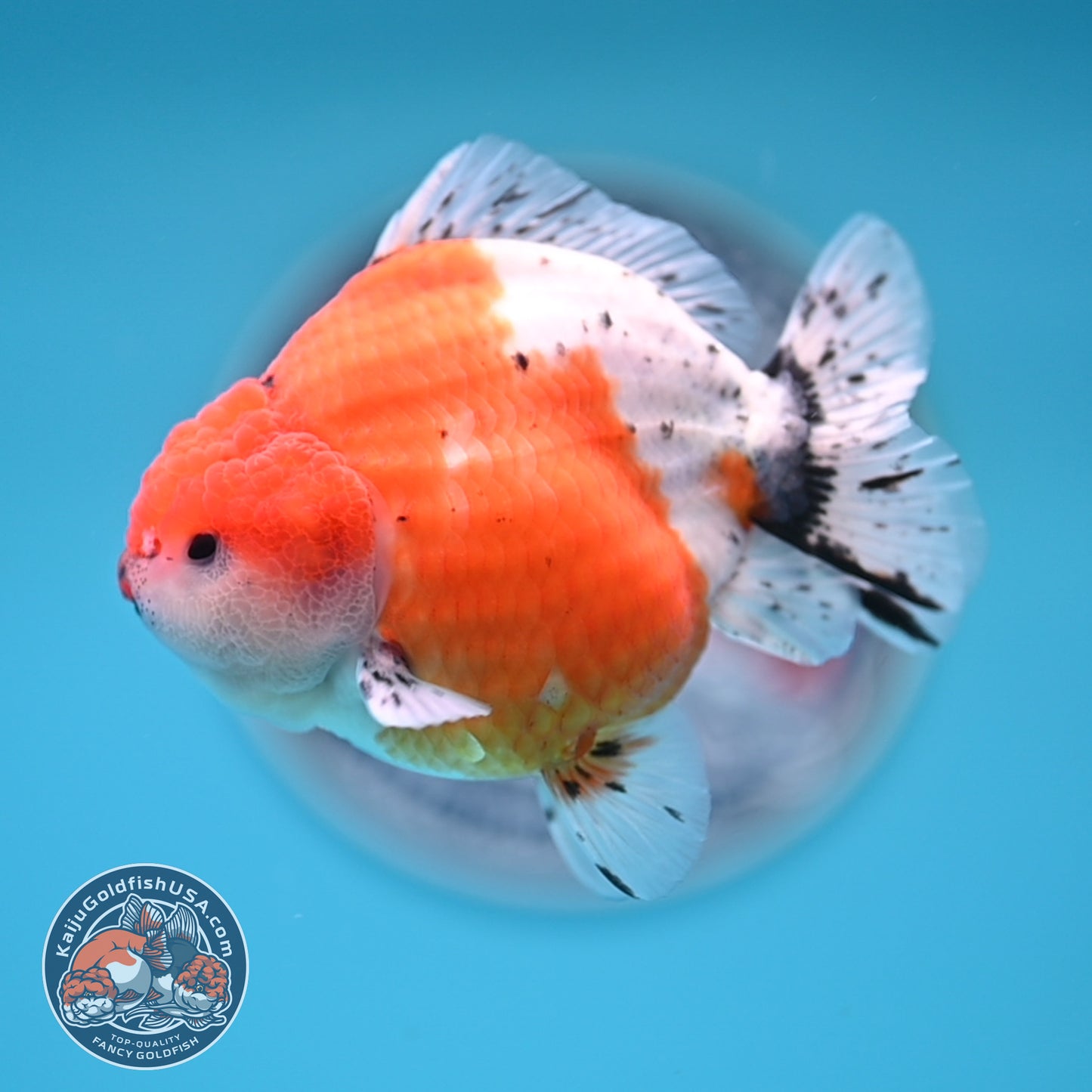 Shogun Tricolor Sakura Oranda 3.5 inches Body (250530_OR06)